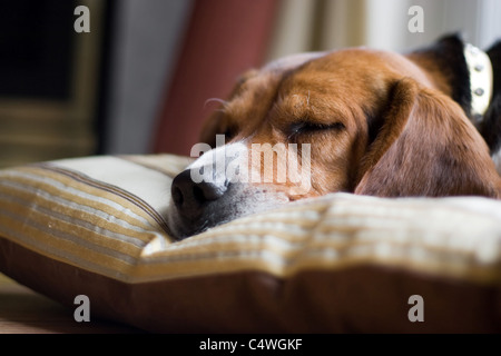 Un giovane cucciolo di beagle di dormire sul suo cuscino. Profondità di campo. Foto Stock