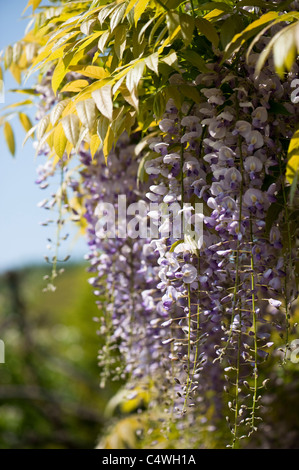 Il Glicine floribunda 'Multijuga' in fiore Foto Stock