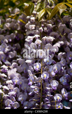 Il Glicine floribunda 'Multijuga' in fiore Foto Stock