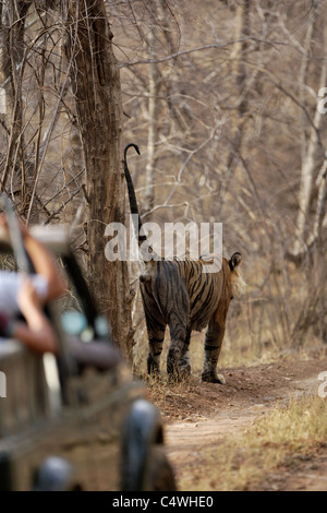 Una tigre del Bengala la marcatura del territorio e un turista in safari segue sulla giungla via in Ranthambore Riserva della Tigre, India. Foto Stock