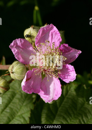 Blackberry rosa o fiore di rovo, Rubus fruticosus, Rosacee Foto Stock