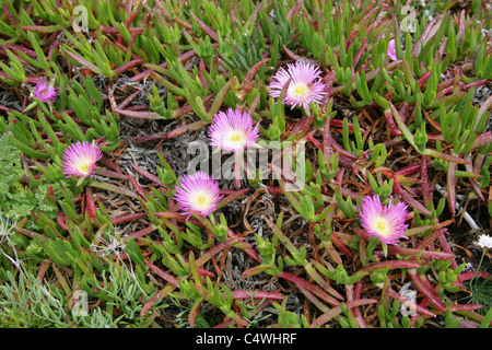 Hottentot Fig, Autostrada Impianto di ghiaccio, Sour Fig o Pigface, Carpobrotus edulis, Aizoaceae. Cresce su rupi, Cape Cornwall, Cornwall Foto Stock