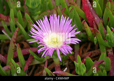 Hottentot Fig, Autostrada Impianto di ghiaccio, Sour Fig o Pigface, Carpobrotus edulis, Aizoaceae. Cresce su rupi, Cape Cornwall, Cornwall Foto Stock