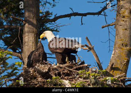 Aquila calva eaglets alimentazione nel nido in Douglas Fir Tree-Victoria, Brtisih Columbia, Canada. Foto Stock