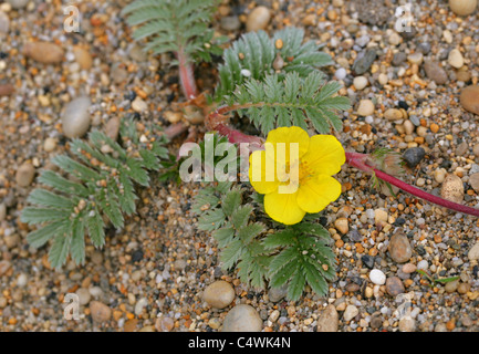 Oca Grass, Silverweed o Wild Tansy, Potentilla anserina, rosacee. Crescendo su sabbia e ciottoli, Loe Bar, Porthleven, Cornwall Foto Stock