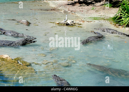 Il coccodrillo americano nome latino alligator mississippiensis Foto Stock