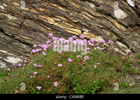 La parsimonia, Armeria maritima ssp. elongata, Plumbaginaceae. Britannico di fiori selvatici che crescono su scogliere sul mare in Cornovaglia. Foto Stock