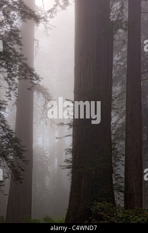 Giganteschi alberi di sequoia e la nebbia in Lady Bird Johnson Grove della California Prairie Creek Redwoods Stato e parchi nazionali. Foto Stock