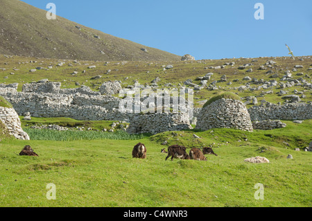 La Scozia, minion, isole Ebridi Esterne. Storica isola di Hirta. Primitiva di pecore Soay. Foto Stock