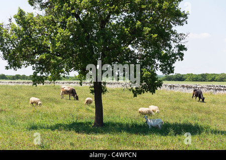 Terreni agricoli in Puglia, Italia. Le mucche, le pecore e le capre condividono un pascolo Foto Stock