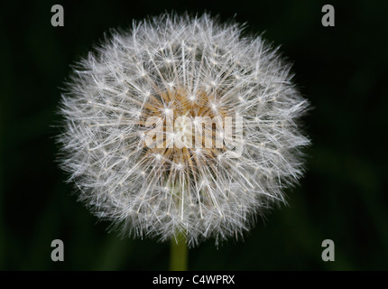 Tarassaco fiore. Nota sulla focus: Sharp al centro (più vicino alla telecamera). Core e anello esterno morbido. Foto Stock