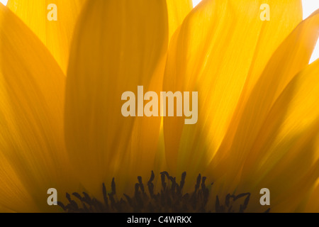 Close-up di petali di girasole Foto Stock