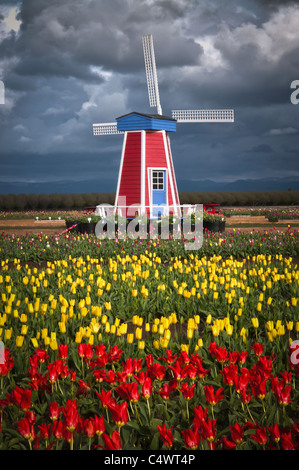 Stati Uniti d'America,Oregon,scarpe di legno Tulip Farm Foto Stock