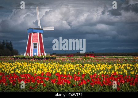 Stati Uniti d'America,Oregon,scarpe di legno Tulip Farm Foto Stock