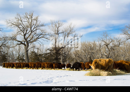 Un allevamento commerciale di bestiame mangia fieno durante l'inverno nel Montana Foto Stock
