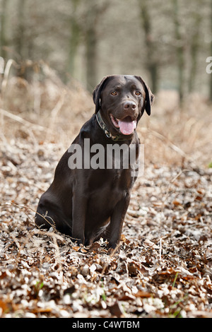 Regno Unito, Inghilterra, Suffolk, Thetford Forest, Nero Labrador in foresta Foto Stock