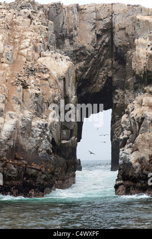 Colonia di sule presso le Isole Palomino, al largo della costa di Lima, Perù Foto Stock