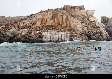 I turisti snorkeling con le Isole Palomino, al largo della costa di Lima, Perù Foto Stock