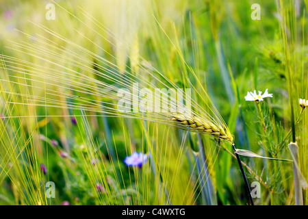 Orecchio di grano vicino sull'estate campo wheaten Foto Stock