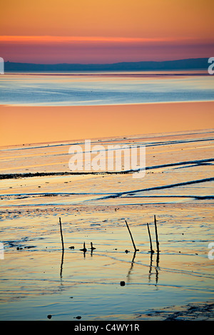 Tramonto sulla spiaggia e velme l'alimentazione di uccelli di motivi Goldcliff vicino a Newport Gwent Wales UK Foto Stock