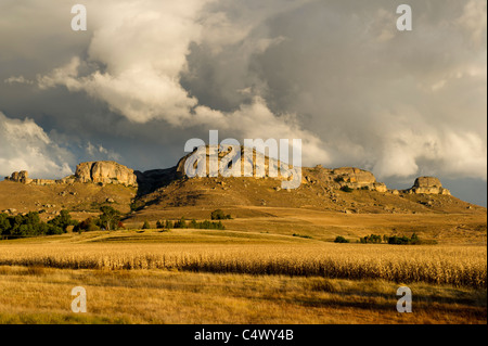 Campo di mais davanti di montagna in pietra arenaria, stato libero, Sud Africa Foto Stock