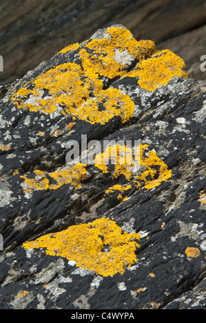Mare arancione Lichen (Caloplaca marina) Cresce sulla roccia San Ninian's Isle Shetland Arcipelago subartiche Scozia UK Europa Foto Stock