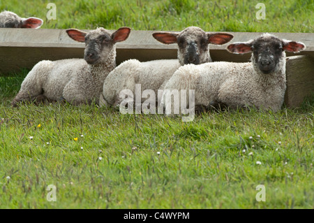 Gruppo di agnelli si stabilirono per il pascolo di notte Sandwick Shetland Arcipelago subartiche Scozia UK Europa Foto Stock