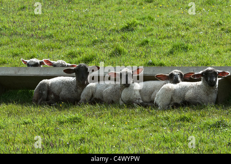 Gruppo di agnelli si stabilirono per il pascolo di notte Sandwick Shetland Arcipelago subartiche Scozia UK Europa Foto Stock