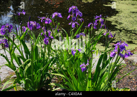 Iris tricuspis la setosa al bordo del laghetto in giardino Foto Stock