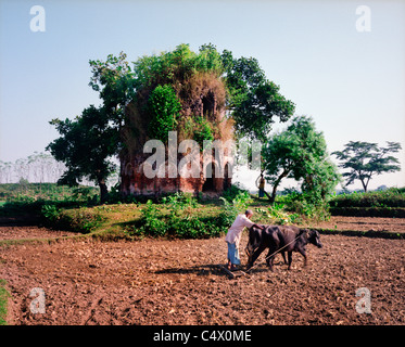 Uomo campo di aratura con buoi nei pressi di sbriciolamento tempio indù vicino Kantanagar, Bangladesh Foto Stock