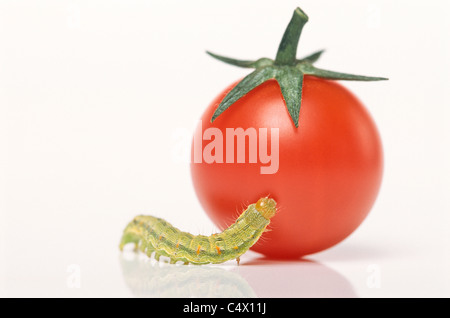 Verde piccolissimo caterpillar di tentare di salire sul pomodoro ciliegino; Cavolo tarma larva (Mamestra brassicae) Foto Stock