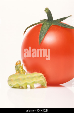 Verde piccolissimo caterpillar di tentare di salire sul pomodoro ciliegino; Cavolo tarma larva (Mamestra brassicae) Foto Stock