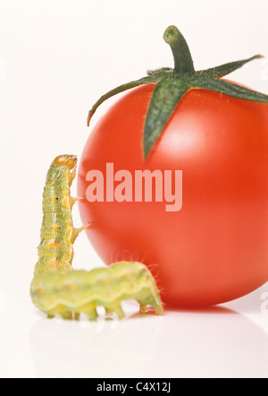 Verde piccolissimo caterpillar di tentare di salire sul pomodoro ciliegino; Cavolo tarma larva (Mamestra brassicae) Foto Stock