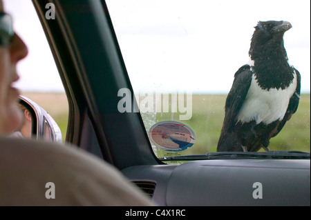Pied Crow (Corvus albus) wild bird seduti sulla vettura a guardare la gente all'interno Foto Stock
