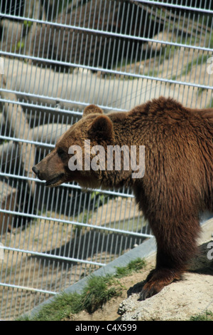 Dettaglio di orso bruno presso il BärenPark (Bear Park). Foto Stock