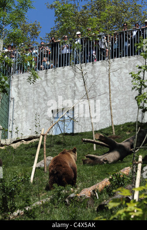 I visitatori che guarda un orso bruno in BärenPark (Bear Park). Foto Stock