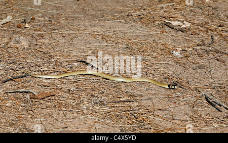 Orientale Snake Marrone, Pseudonaja textilis, noto anche come comune Snake Marrone. Questo serpente è considerato il mondo secondo la maggior parte dei terreni velenosi snake Foto Stock