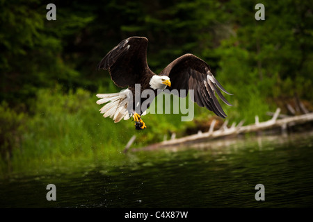 American aquila calva (Haliaeetus leucocephalus) in volo con pesce Boulder Junction, Wisconsin. Foto Stock