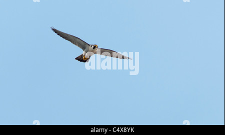 Adulto Falco Pellegrino (Falco peregrinus) in volo sopra la Cattedrale di Lincoln Foto Stock