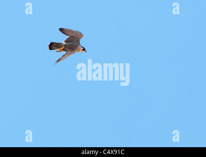 Falco pellegrino (Falco peregrinus) in volo sopra la Cattedrale di Lincoln Foto Stock