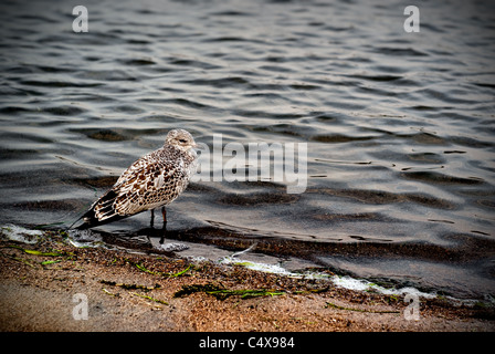 Un giovane seagull sorge al bordo dell'acqua su una riva sabbiosa. Foto Stock