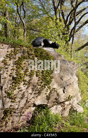 'Still Hunt' Cougar scultura, East Drive, 'Cat Hill', al Central Park di New York Foto Stock