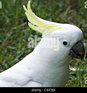 Zolfo Crested Cacatua nella Royal Botanic Gardens Sydney New South Wales AUSTRALIA Foto Stock