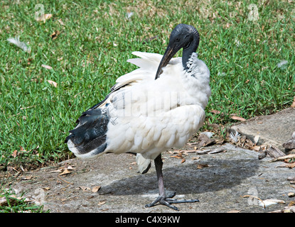 Un australiano bianco Preening Ibis nel Royal Botanic Garden Sydney New South Wales NSW Australia Foto Stock