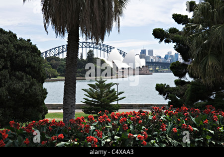 North Sydney Opera House e Harbour Bridge con Rosso Fiori di canna in frontiera presso il Royal Botanic Garden NSW Australia Foto Stock