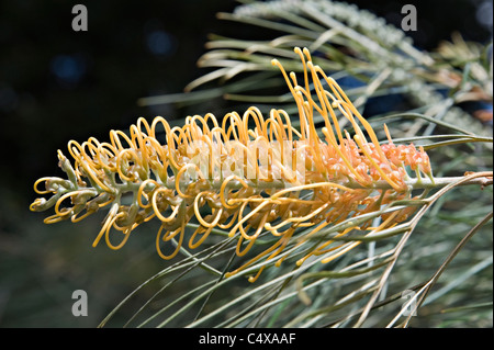 Tendere al paglierino arancio miele di Grevillea Gem fiore nel giardino botanico reale Sydney New South Wales AUSTRALIA Foto Stock