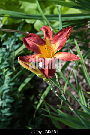 Profondo Rosso e Giallo Daylily Plantation braci fiore in fiore nel giardino botanico reale Sydney New South Wales AUSTRALIA Foto Stock