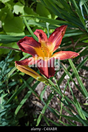 Profondo Rosso e Giallo Daylily Plantation braci fiore in fiore nel giardino botanico reale Sydney New South Wales AUSTRALIA Foto Stock