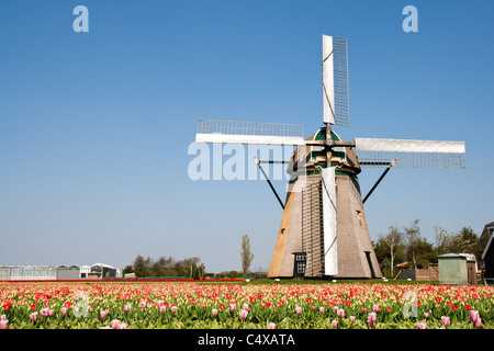 Mulino a vento olandese in un tulipfield in Olanda Foto Stock