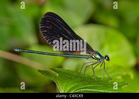 Ebony jewelwing damsefly (Calopteryx maculata) maschio. Foto Stock